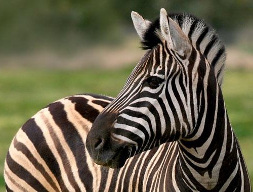 zebra-mz-1-animal-profile-web620